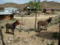 Route 66